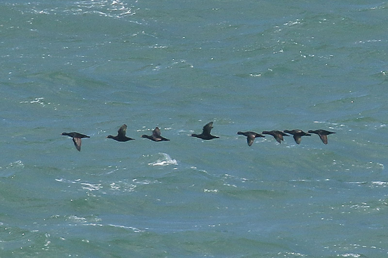 Common Scoters by Mick Dryden