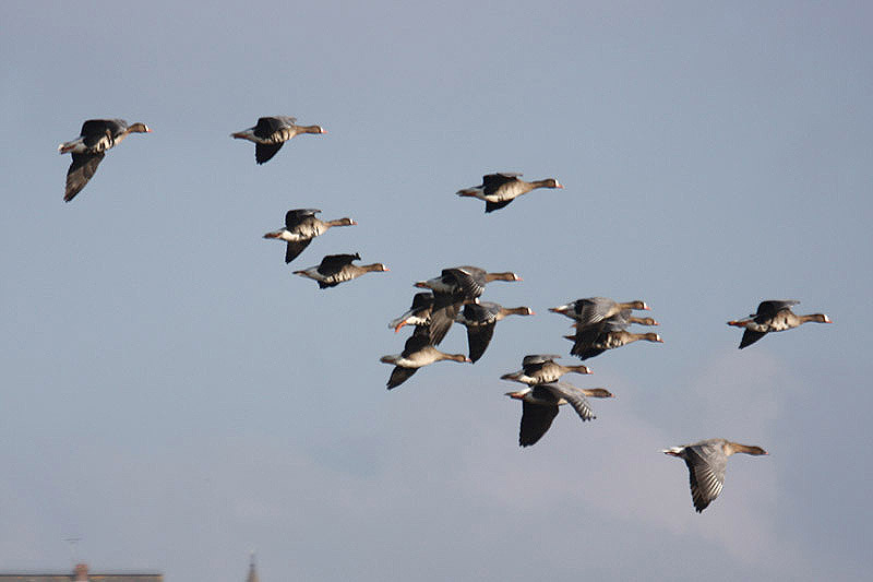 Grey Geese by Mick Dryden