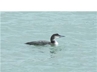 Great Northern Diver by Tim Ransom