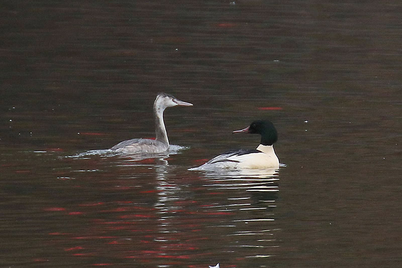 Goosander and Great Crested Grebe by Mick Dryden