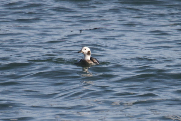 Long-tailed Duck by Mick Dryden