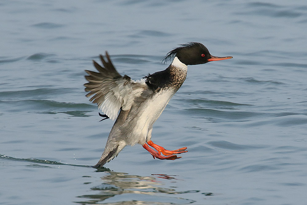 Red breasted Merganser by Mick Dryden