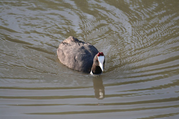 Red-knobbed Coot by Tony Paintin