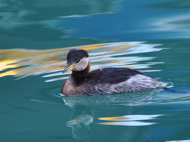 Red-necked Grebe by Alan Gicquel