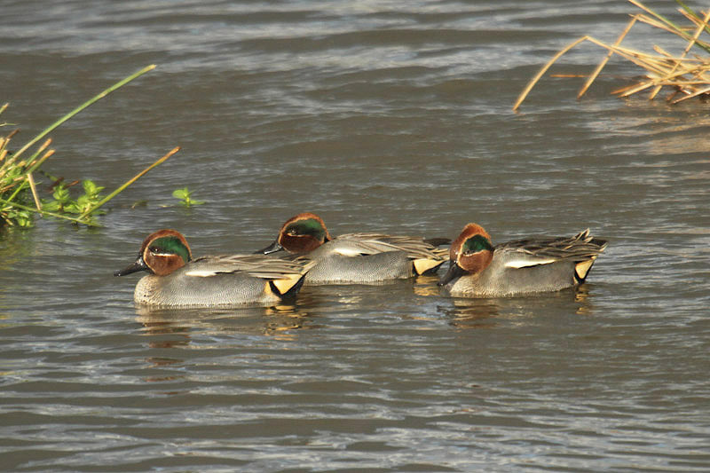 Common Teal by Mick Dryden