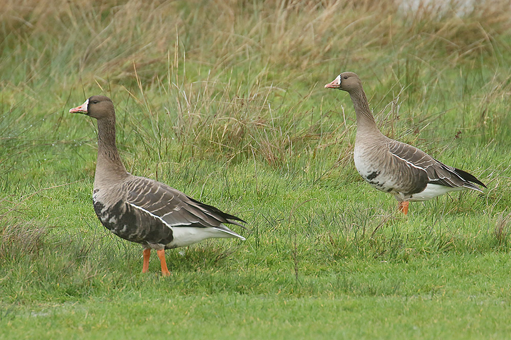Whitefronted Geese by Mick Dryden