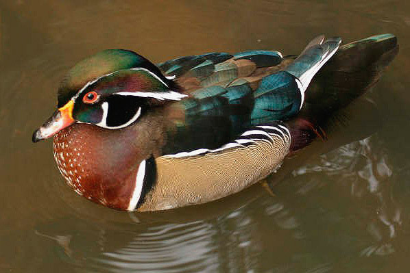 Wood Duck by Andrew Koester