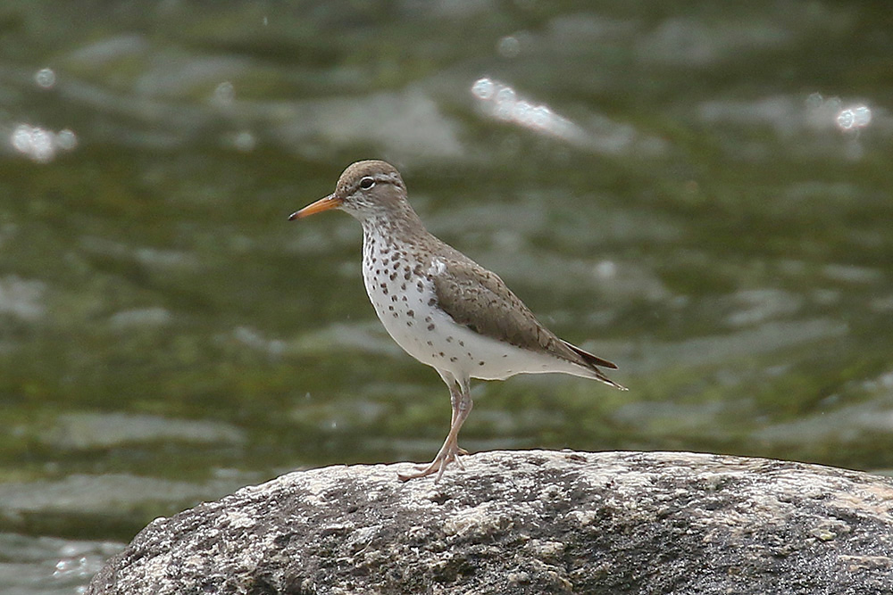 Spotted Sandpiper by Mick Dryden