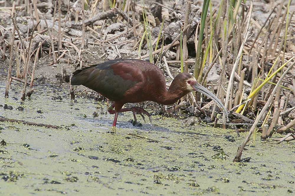 White-faced Ibis by Mick Dryden