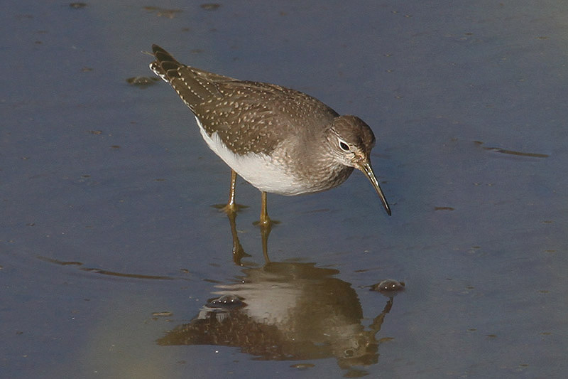 Solitary Sandpiper by Ian Traynor