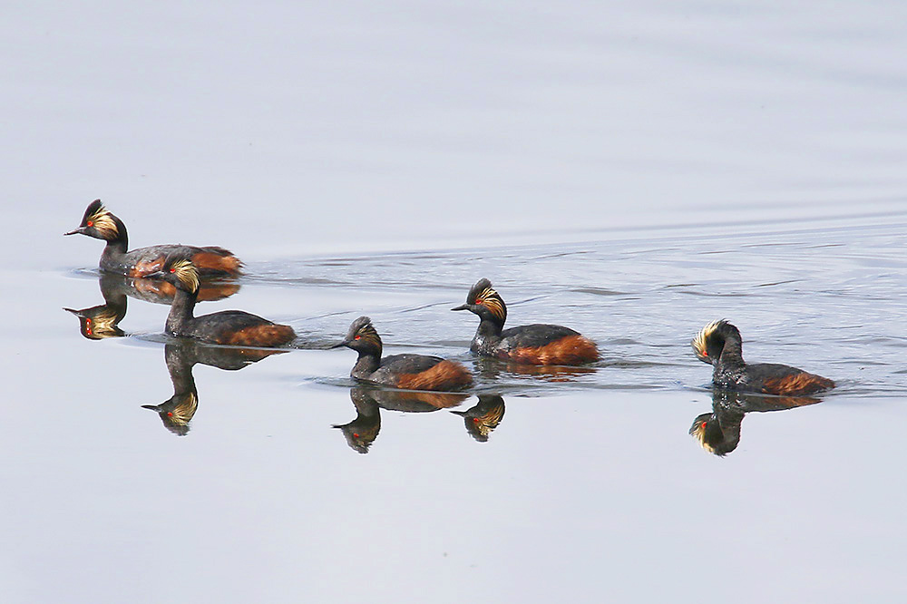 Black-necked Grebes by Mick Dryden