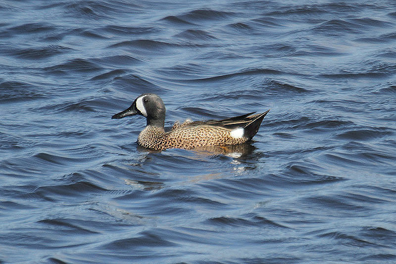 Blue-winged Teal by Mick Dryden