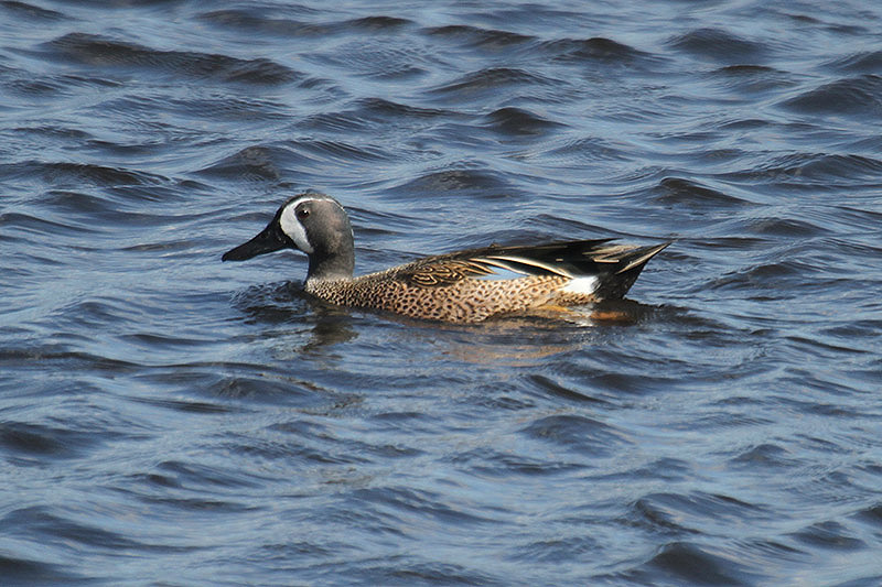 Blue-winged Teal by Mick Dryden