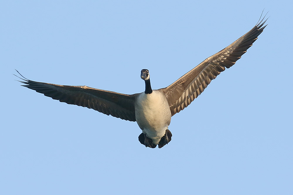 Canada Goose by Mick Dryden