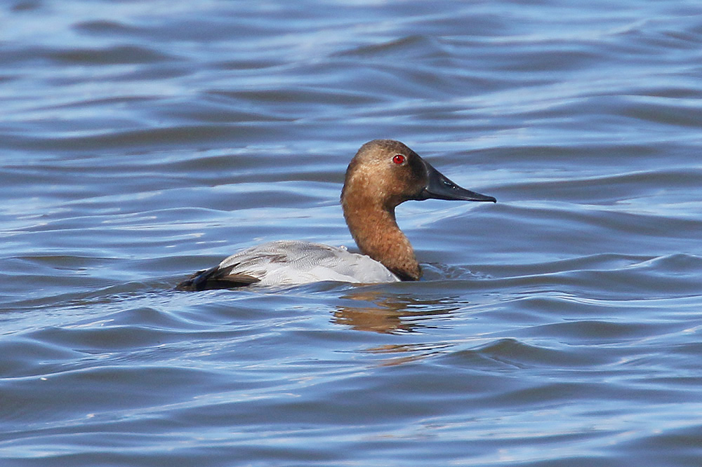 Canvasback by Mick Dryden