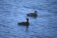 Surf Scoters by Mick Dryden