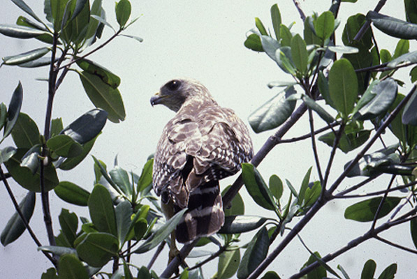 Red-shouldered Hawk by Mick Dryden