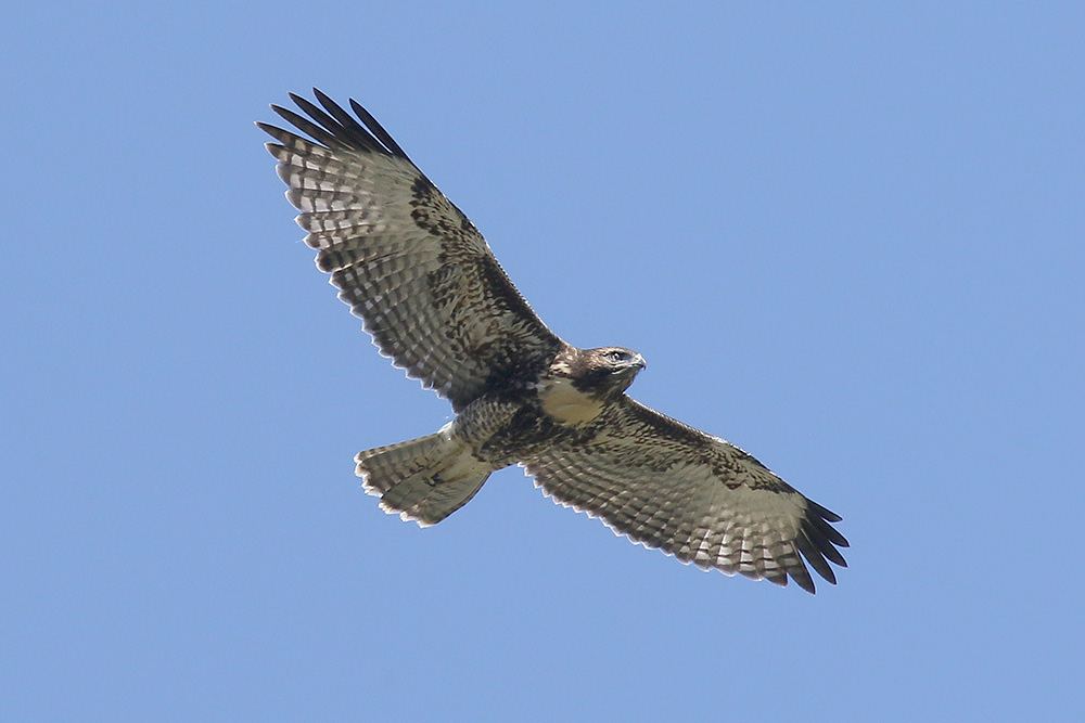 Red-tailed Hawk by Mick Dryden