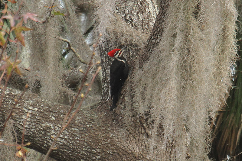 Pileated Woodpecker by Mick Dryden