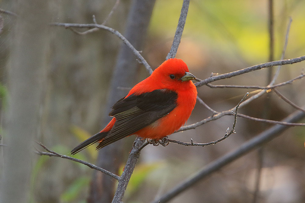 Scarlet Tanager by Mick Dryden