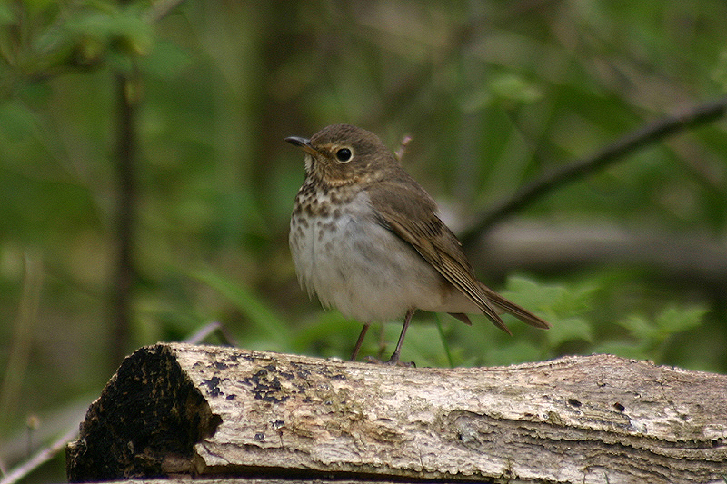 Swainson's Thrush by Mick Dryden