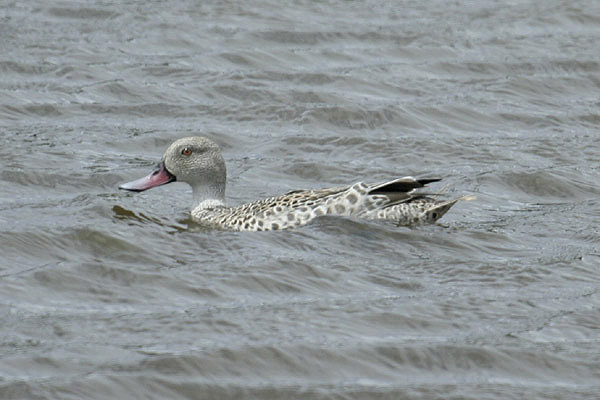Cape Teal by Mick Dryden