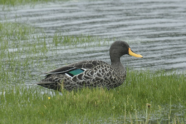 Yellow-billed Duck by Mick Dryden