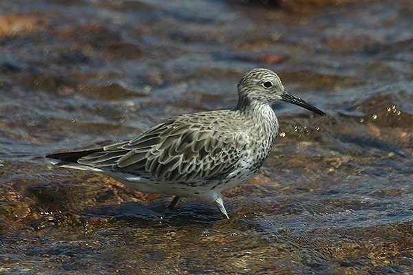 Great Knot by Mick Dryden