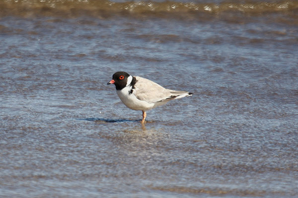 Hooded Plover by Mick Dryden