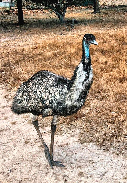 Emu by Bill Wood