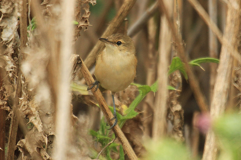 Clamorous Reed Warbler by Mick Dryden