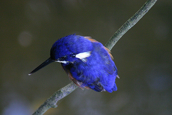 Azure Kingfisher by Mick Dryden