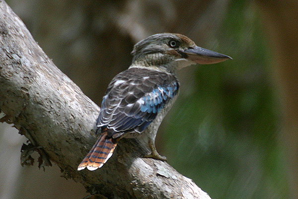 Blue-winged Kookaburra by Mick Dryden