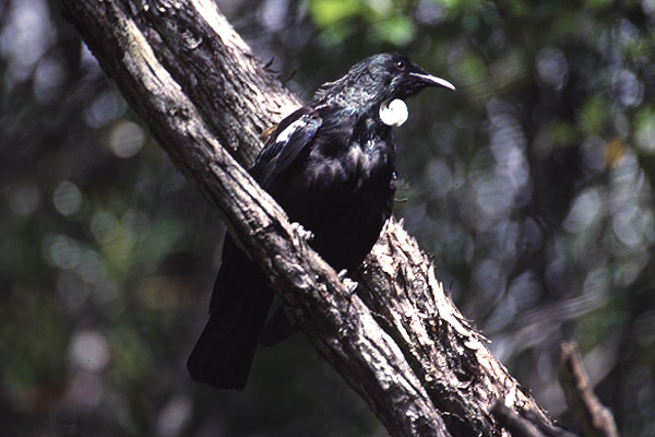 Tui by Mick Dryden