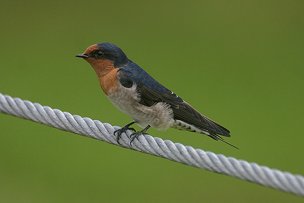 Welcome Swallow by Mick Dryden