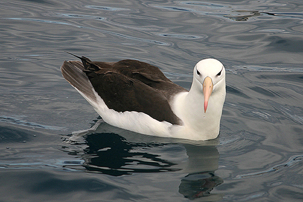 Black browed Albatross by Mick Dryden