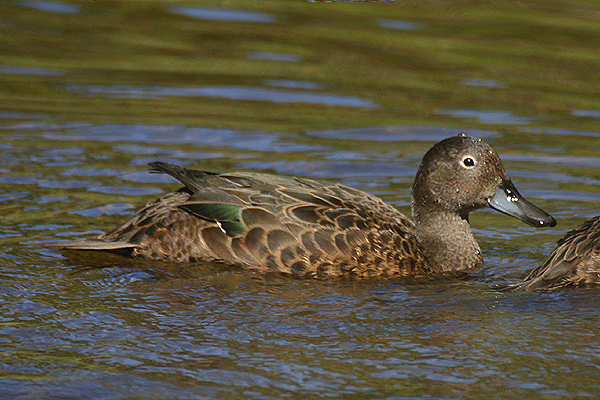 Brown Teal by Mick Dryden