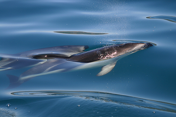 Dusky Dolphins by Mick Dryden
