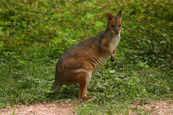 Red Pademelon by Mick Dryden