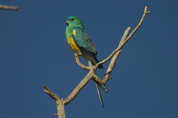 Red-rumped Parrot by Mick Dryden