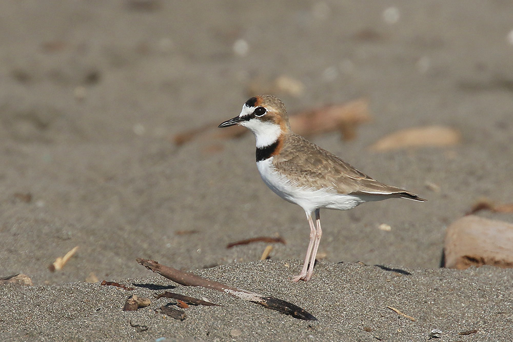 Collared Plover by Mick Dryden