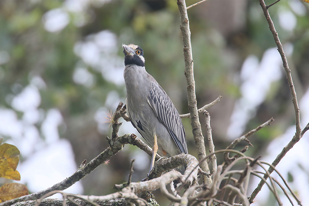 Yellow-crowned Night-Heron by Mick Dryden