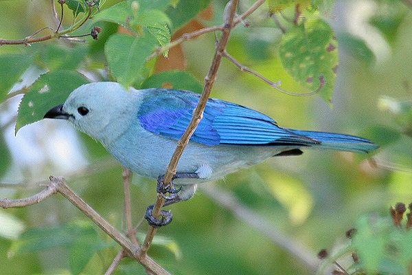 Blue-grey Tanager by Mick Dryden