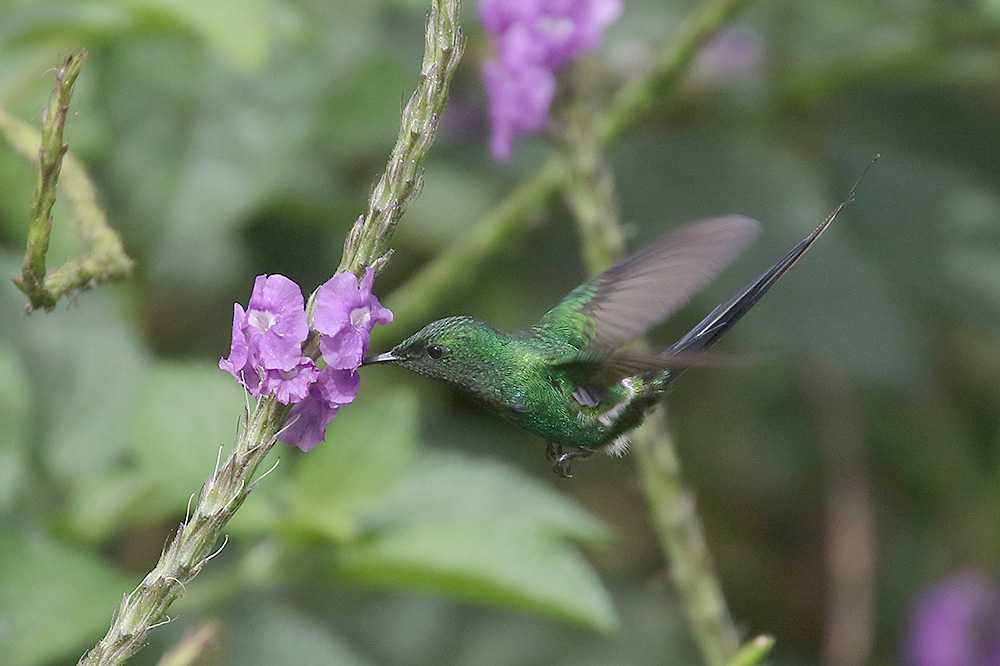 Green Thorntail by Mick Dryden