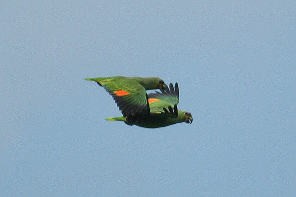 Orange-winged Parrot by Mick Dryden
