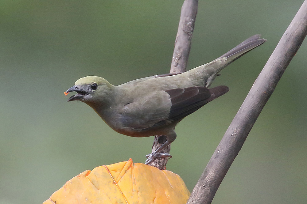 Palm Tanager by Mick Dryden