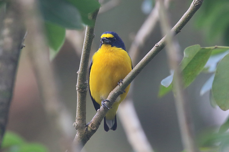 Yellow-throated Euphonia by Mick Dryden