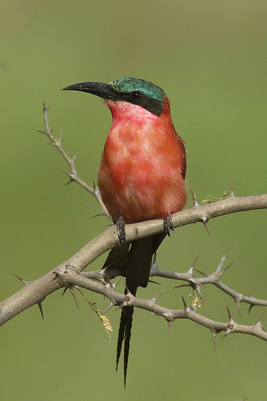 Carmine Bee Eater by Mick Dryden