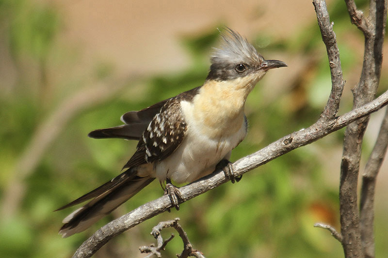 Great Spotted Cuckoo by Mick Dryden