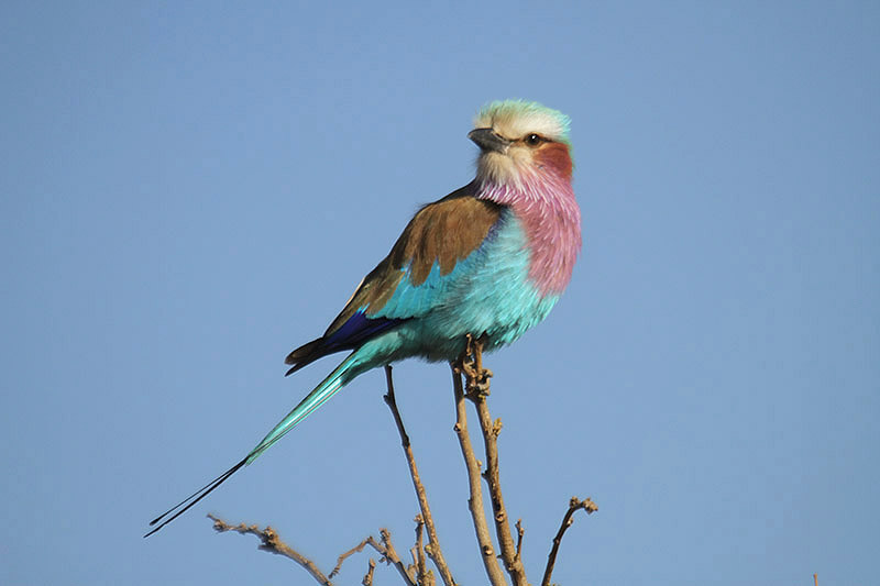 Lilac-breasted Roller by Mick Dryden